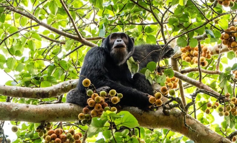 Chimpancés, orcas, cuervos… Dentro de una misma especie, ciertos animales desarrollan su propia cultura Chimpancés, orcas, cuervos… Dentro de una misma especie, ciertos animales desarrollan su propia cultura